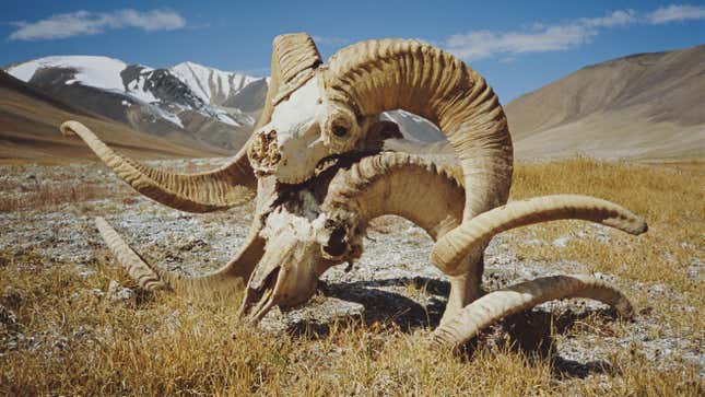 File photo showing the skulls of two Marco Polo sheep in the Wakhan Corridor of northeastern Afghanistan.