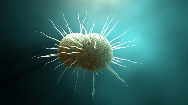 An illustration of Neisseria gonorrhoeae, the cause of gonorrhea.