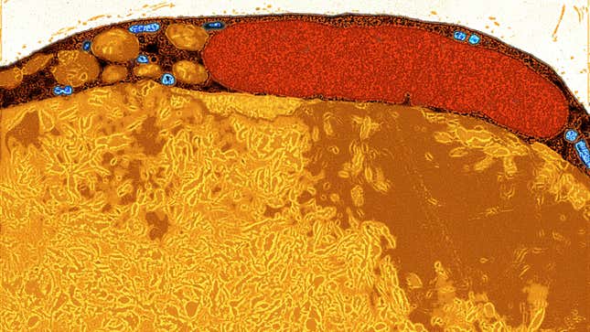 A close-up of a fat cell taken via transmission electron microscopy.