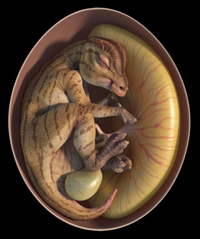 An image depicting an embryonic hadrosauroid, about 70 million years ago.