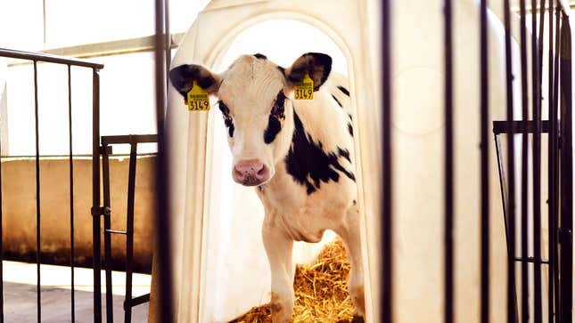 Image for article titled Veal Calf Approaching Slaughter Wishes It Had Seen More Of 30-Inch Pen