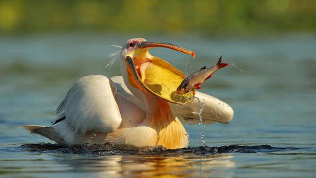A pelican opening its mouth for a fish.