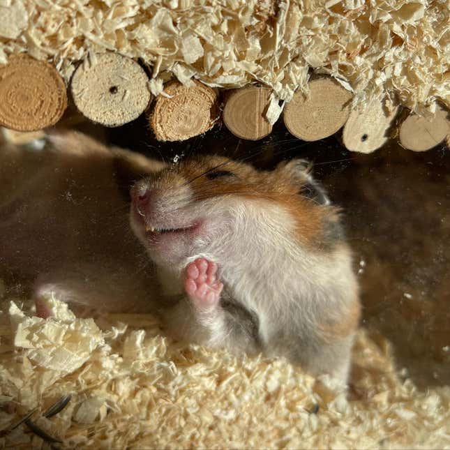 A hamster pressed against the glass.