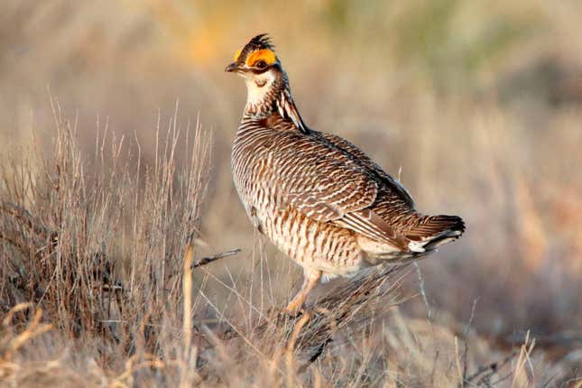 FILE - A lesser prairie chicken is seen amid the bird&#39;s annual mating ritual near Milnesand, N.M., on April 8, 2021. President Joe Biden has vetoed two Republican-sponsored bills intended to undo federal protections for two endangered species that have seen their populations plummet over the years: the lesser prairie chicken and northern long-eared bat.(Adrian Hedden/Carlsbad Current Argus via AP, File)