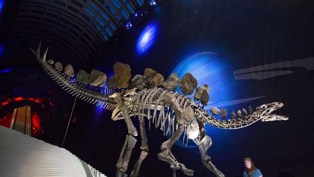 A Stegosaurus skeleton at the Natural History Museum in London.