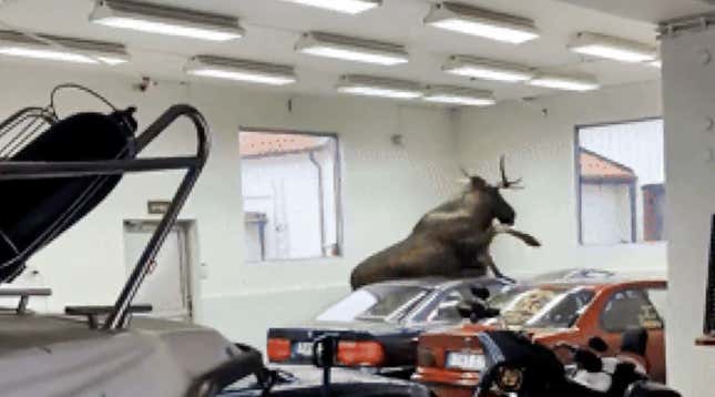 Image for article titled These Are Jalopnik&#39;s Best Animal Stories Of 2024