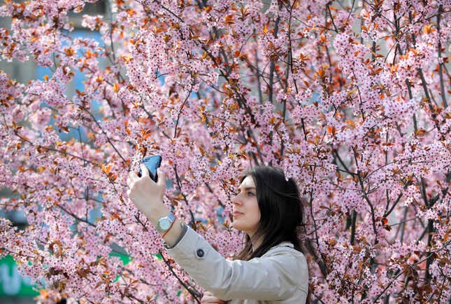 A woman takes a selfie by a blossoming tree downtown Kiev, Ukraine, Monday, April 22, 2019, a day after the country held the second round of presidential elections. (AP Photo/Vadim Ghirda)