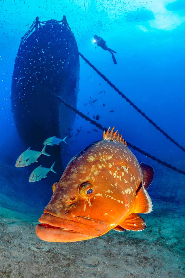 Una percha gigante con un buzo investigando un naufragio al fondo.