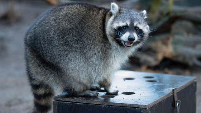 Woman creates "raccoon drive-thru," which, to our delight, is exactly what it sounds like