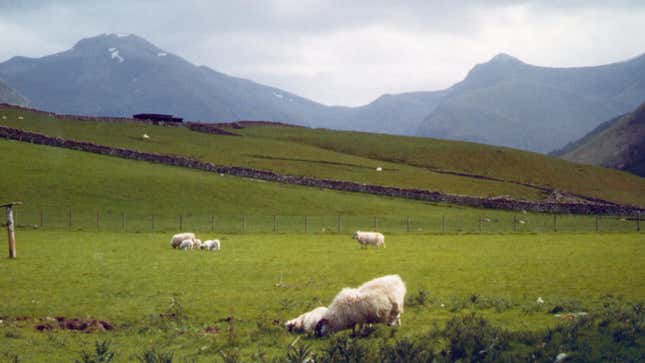 In this May 2000 file photograph, sheep graze at the base of Ben Nevis in Scotland. 