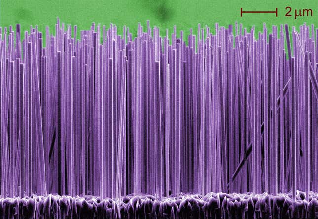 Gallium nitride nanowires growing on a silicon substrate.