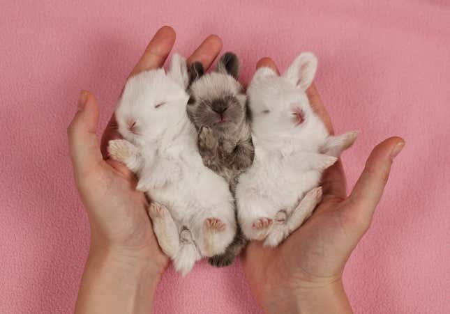 Three sleeping baby rabbits.
