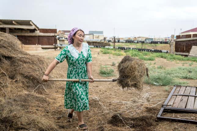 Akerke Molzhigitova prepares the food for camels early in the morning, along the dried-up Aral Sea, in the village of Tastubek near the Aralsk city, Kazakhstan, Sunday, July 1, 2023. (AP Photo/Ebrahim Noroozi)