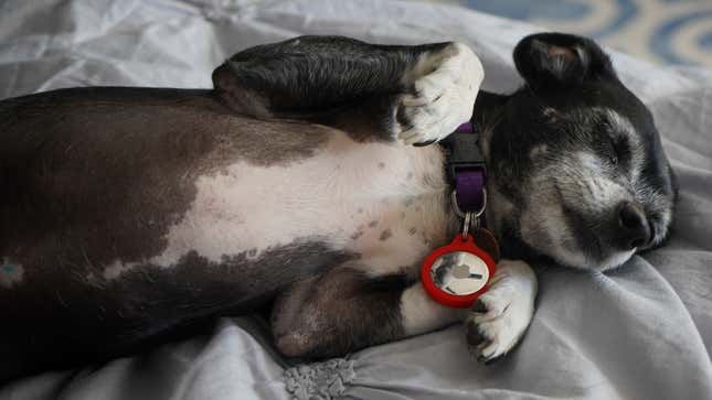 Image for article titled AirTags Are the Perfect Dog-Tracking Device—With the Right Accessory