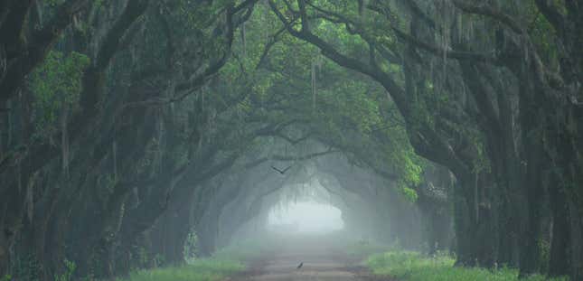 Image for article titled From Nottoway To Monticello,15 Slave Plantations With Brutal Backstories