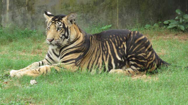 India's 'Black Tigers' Have Unusually Thick Stripes Thanks to a Genetic  Mutation