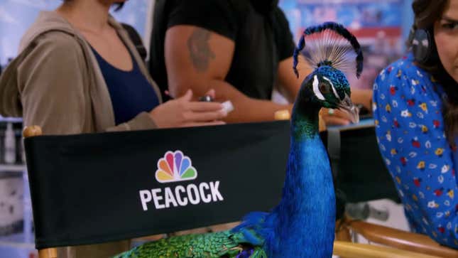 A peacock sits in a director's chair that says "Peacock" with the NBC logo.