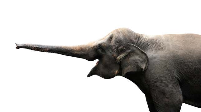 An elephant extends its trunk.