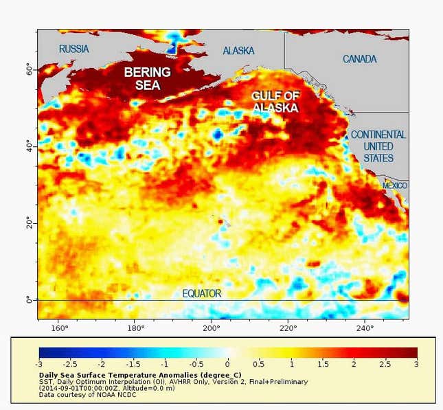 The warm blob.