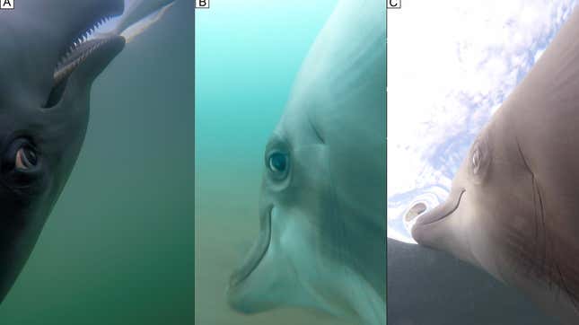 The dolphins pivot their eyes to look around as they hunt.