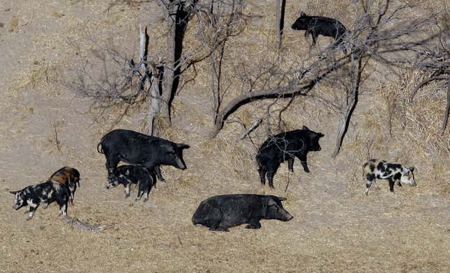 FILE - In this Feb. 18, 2009 file photo, feral pigs roam near a Mertzon, Texas ranch. Minnesota, North Dakota and Montana and other northern states are making preparations to stop a threatened invasion from Canada. Wild pigs already cause around $2.5 billion in damage to U.S. crops every year, mostly in southern states like Texas. But the exploding population of feral swine on the prairies of western Canada is threatening spill south. (AP Photo/Eric Gay, File)