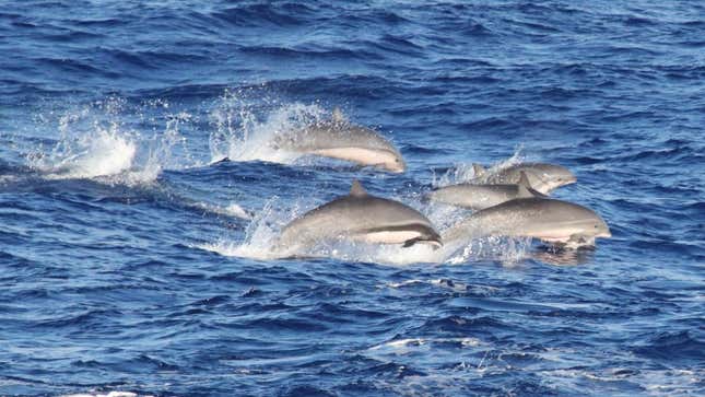 A group of Fraser’s dolphins spotted near Hawaii. 