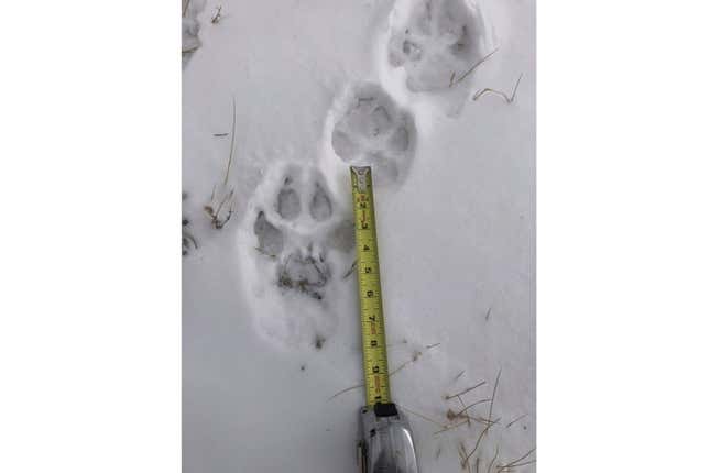 FILE - Wolf tracks are shown in the snow in this undated photo from the Sherman Creek Ranch near Walden, Colorado. A wolf has killed a calf in Colorado, wildlife officials said Wednesday, confirming the first livestock kill after 10 of the predators were controversially reintroduced in Dec. 2023. (Don Gittleson via AP, File)