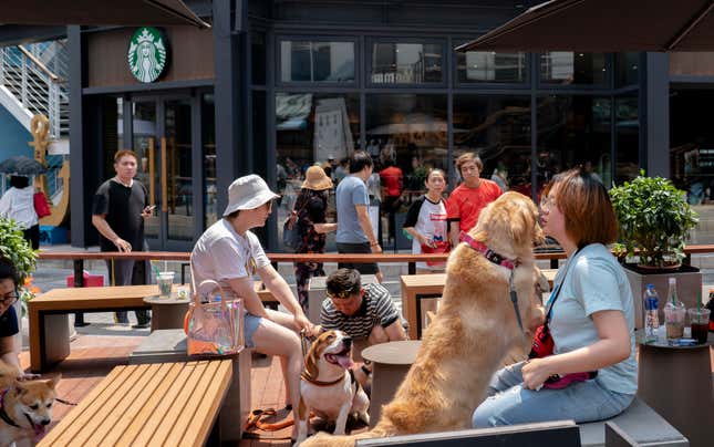 Les propriétaires de chiens jouent dans la zone acceptant les animaux d’un café Starbucks à Tianjin, en Chine. 