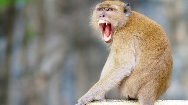 A Rhesus macaque baring its teeth.