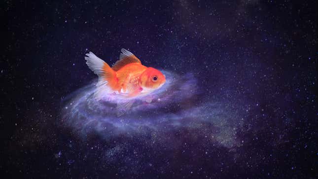 Image for article titled Researchers Discover Galaxy-Sized Goldfish Astronauts Discarded From Space Shuttle In 1988