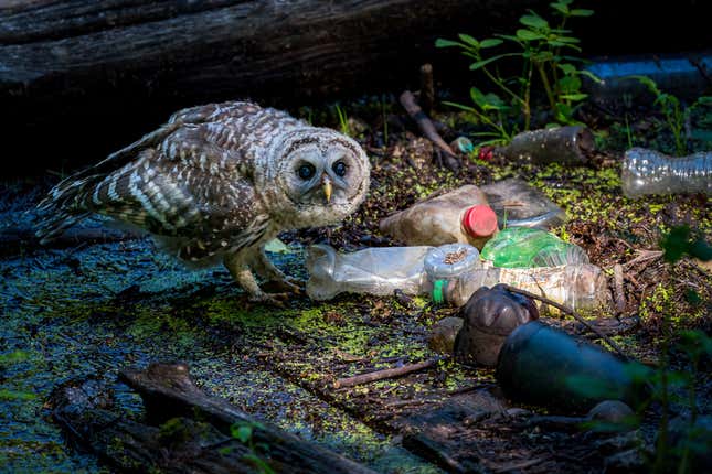 An owlet looks up next to discarded bottles in a forest.