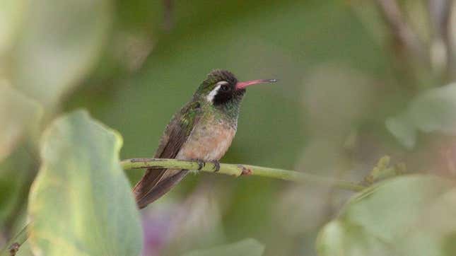 Image for article titled You'll Have to Learn New Names for These American Birds