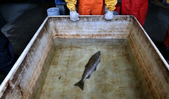 FILE - Julann Spromberg, a research toxicologist with Ocean Associates Inc., working under contract with NOAA Fisheries, observes a salmon placed in a tank of clear water after it died from four hours of exposure to unfiltered highway runoff water on Oct. 20, 2014. The Environmental Protection Agency on Nov. 2, 2023, granted a petition submitted by Native American tribes in California and Washington state asking federal regulators to prohibit the use of the chemical 6PPD in tires due to its lethal effect on salmon, steelhead trout, and other wildlife. (AP Photo/Ted S. Warren, File)