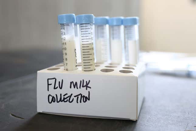 Milk samples to be tested for bird flu