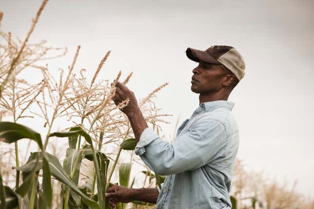 Black farmer