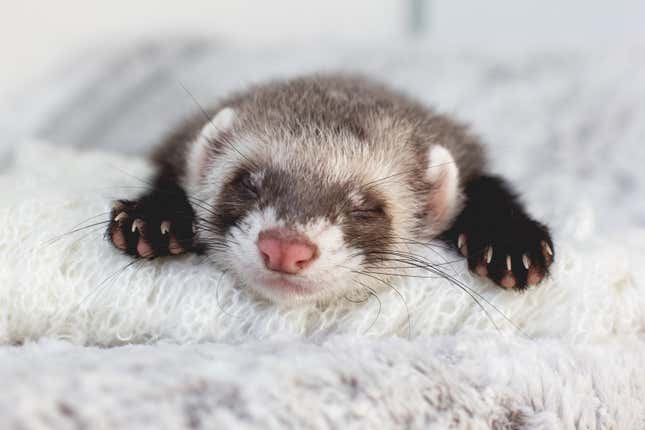 A sleeping ferret