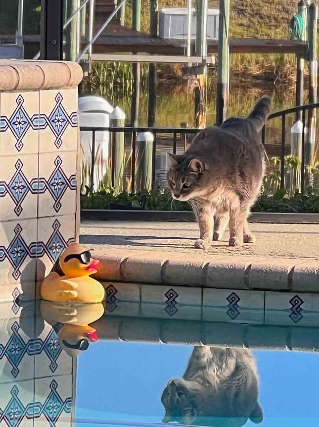A cat staring at a rubber duck.