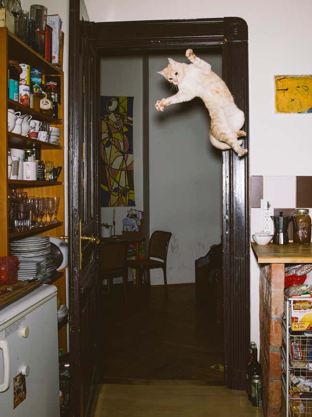 Image for article titled What cats do when we’re not watching