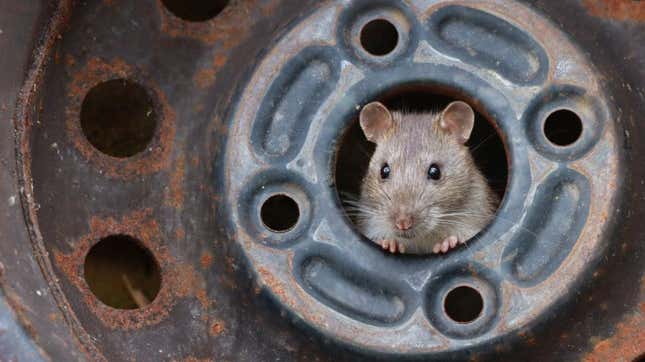 A rat peering out from a wheel well. 