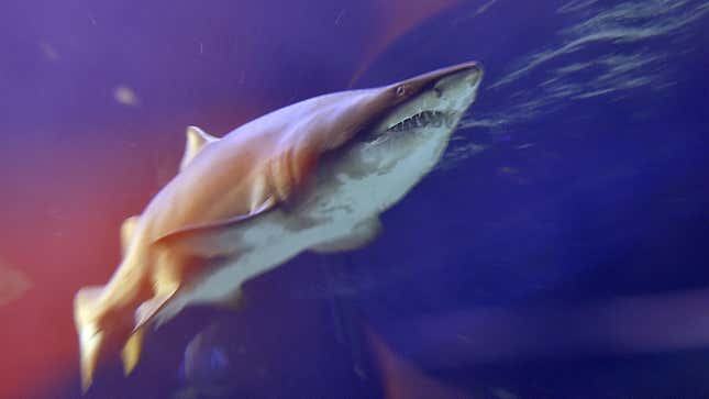 A sand tiger shark.