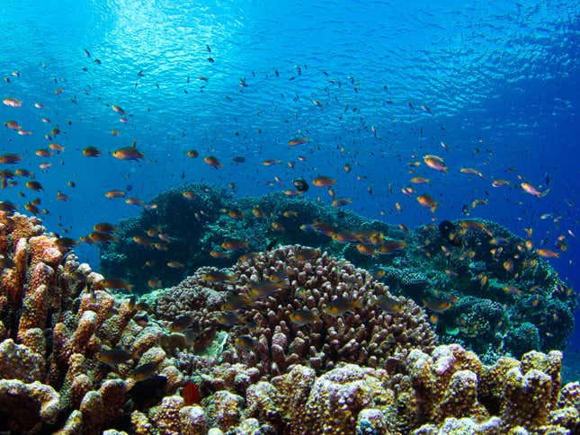 Coral reefs thrive despite global warming say scientists with 3D images ...