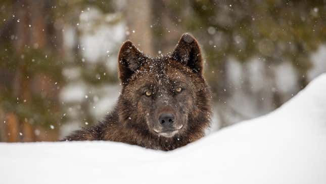 A solitary wolf in the snow seen in Yellowstone National Park.