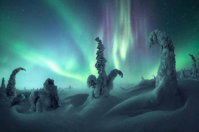 The Northern Lights and snow-laden trees look like a Seussian vision.
