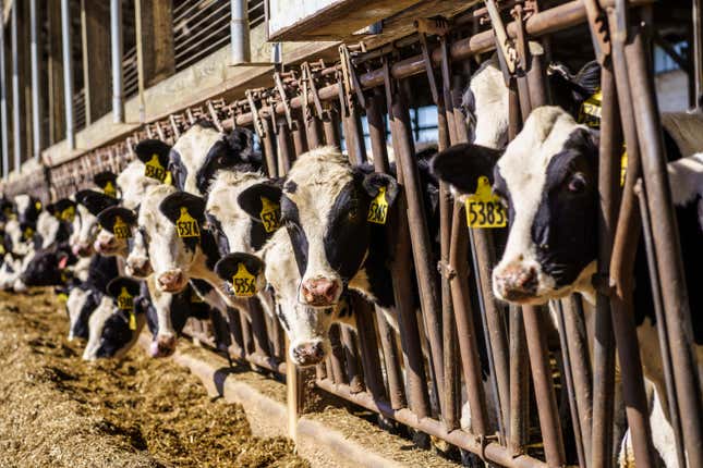 A lineup of cows at a Wisconsin dairy farm.