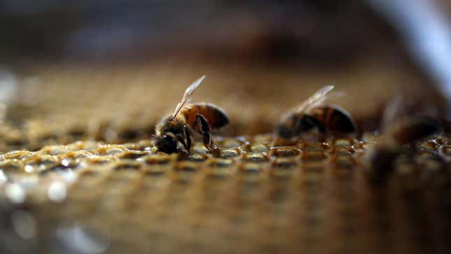 Image for article titled Thousands of Honeybees Stared Down Spain’s Cumbre Vieja Volcano. They Won