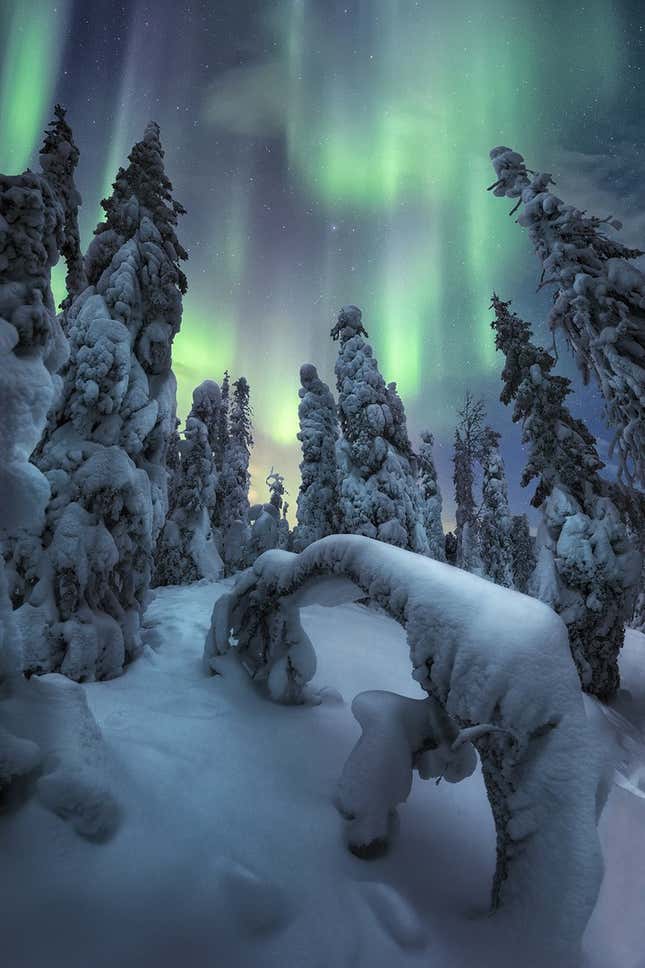 A snowy forest under the Northern Lights.