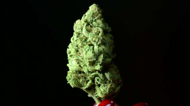 A bud of Maui Afghooey medical marijuana is displayed at the PureLife Alternative Wellness Center on July 27, 2012 in Los Angeles, California.