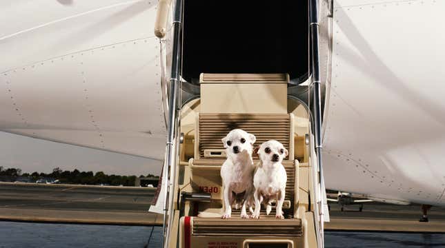 Image for article titled Bark Air flights for dogs are taking off this week