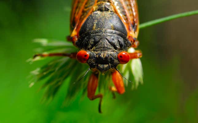 Image for article titled A Cicada Got Into My House and Tried to Eat My Family