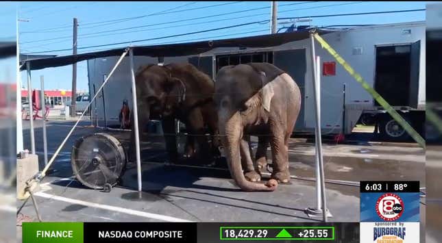 Image for article titled Dealership Accused Of Animal Abuse After Putting Two Elephants On Its Lot